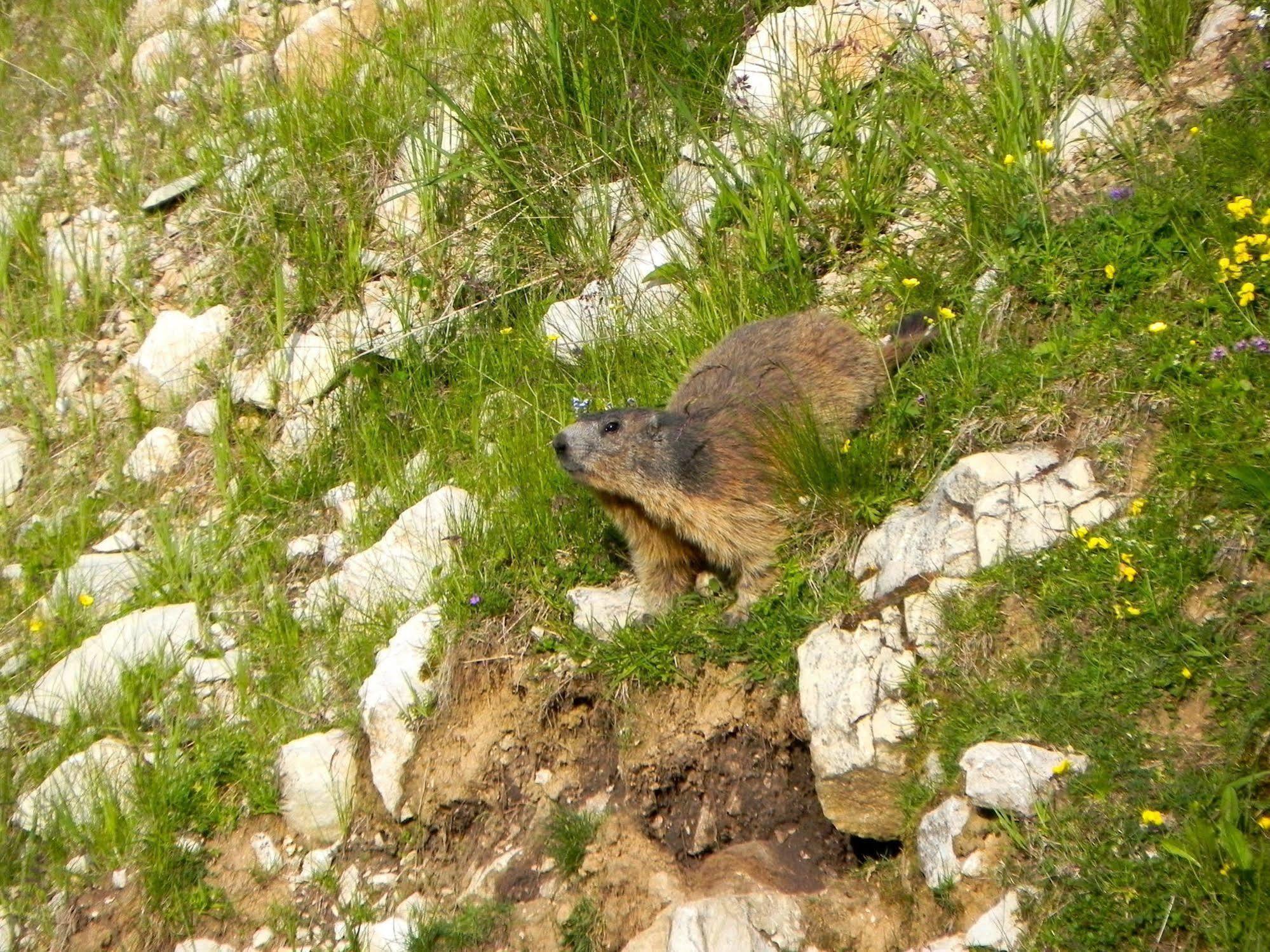 Rifugio Monte Baldo 호텔 아비오 외부 사진